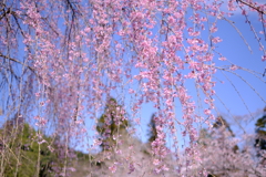 枝垂れ桜