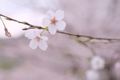 桜