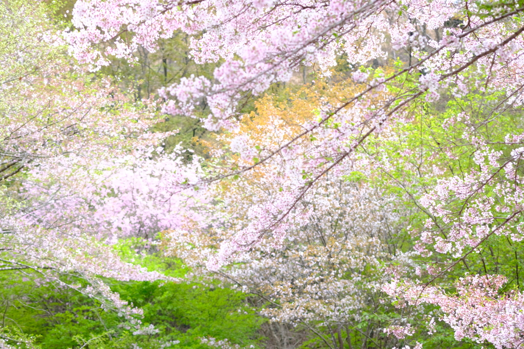 新緑と桜