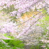 新緑と桜