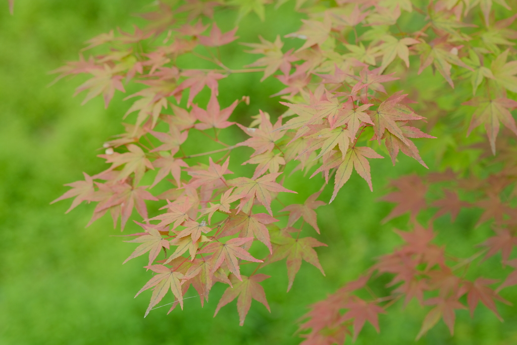 秋がやってきました