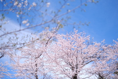 桜散歩