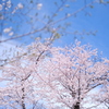 桜散歩