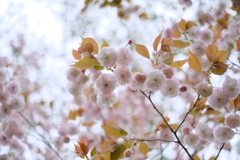 八重桜さん