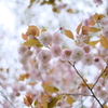八重桜さん