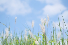 青空と、ぽわぽわ