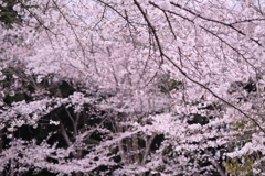 桜のある公園で