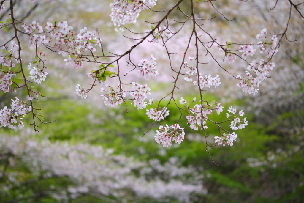 新緑と桜と