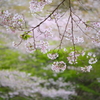 新緑と桜と
