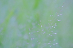道端のポワポワ