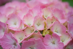 ピンクさん 紫陽花
