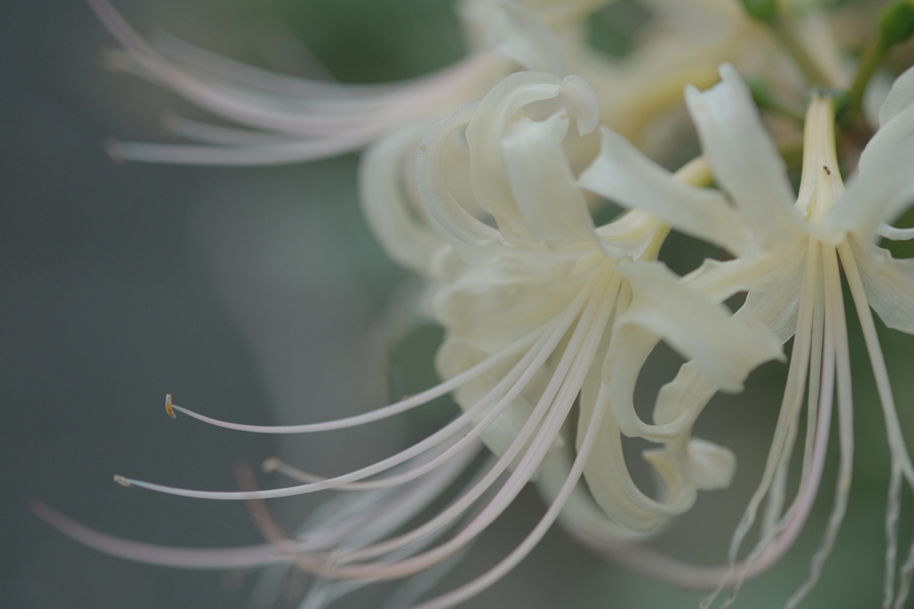 白い曼珠沙華