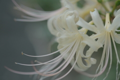 白い曼珠沙華