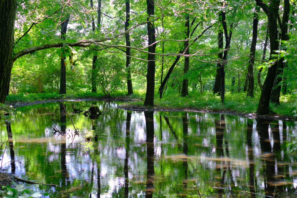水面の森