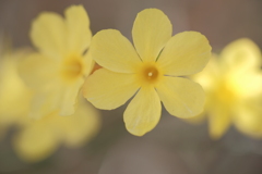 迎春花