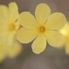 迎春花