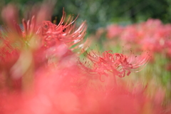 曼珠沙華