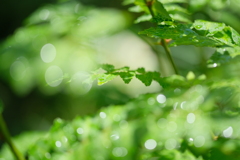 雨上がりのお庭で