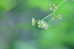 ツリバナ