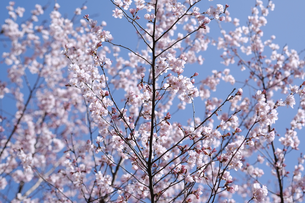 早咲きの桜が満開です
