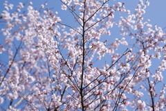 早咲きの桜が満開です