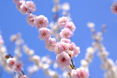 早春