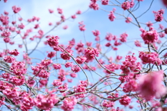 寒緋桜