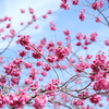 寒緋桜
