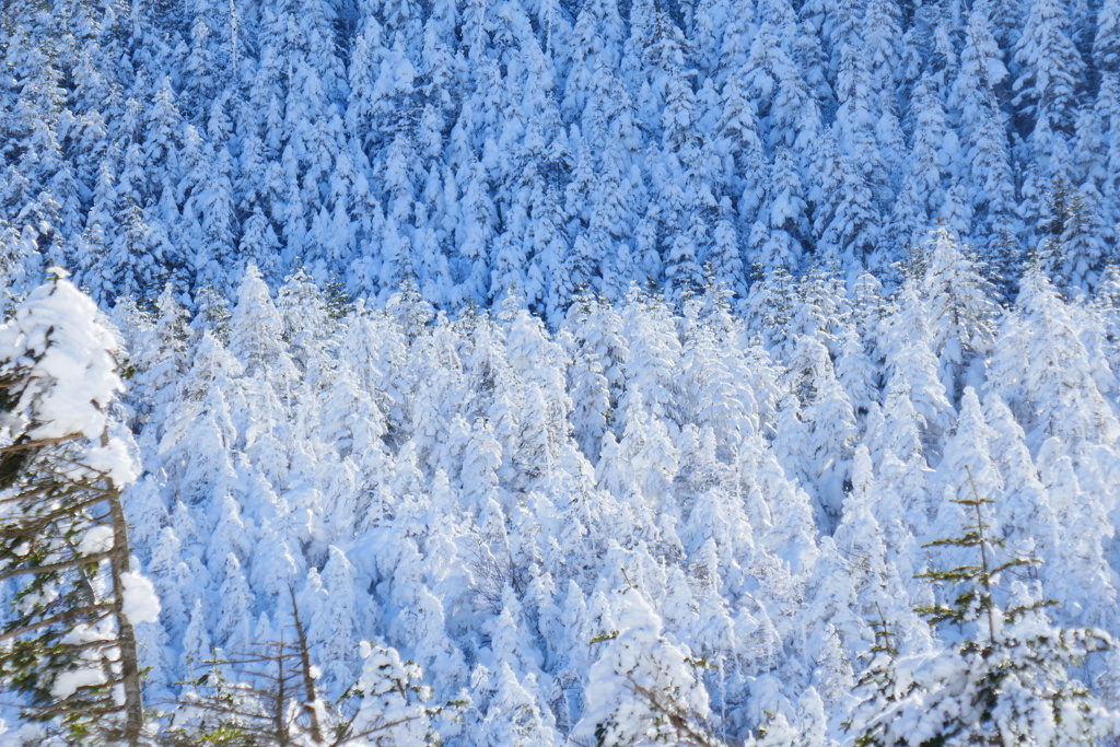 樹氷