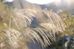 夕陽に輝く薄
