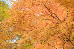 紅葉見頃