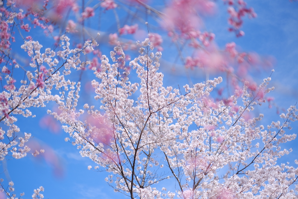 青空と桜と