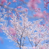 青空と桜と