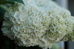 紫陽花