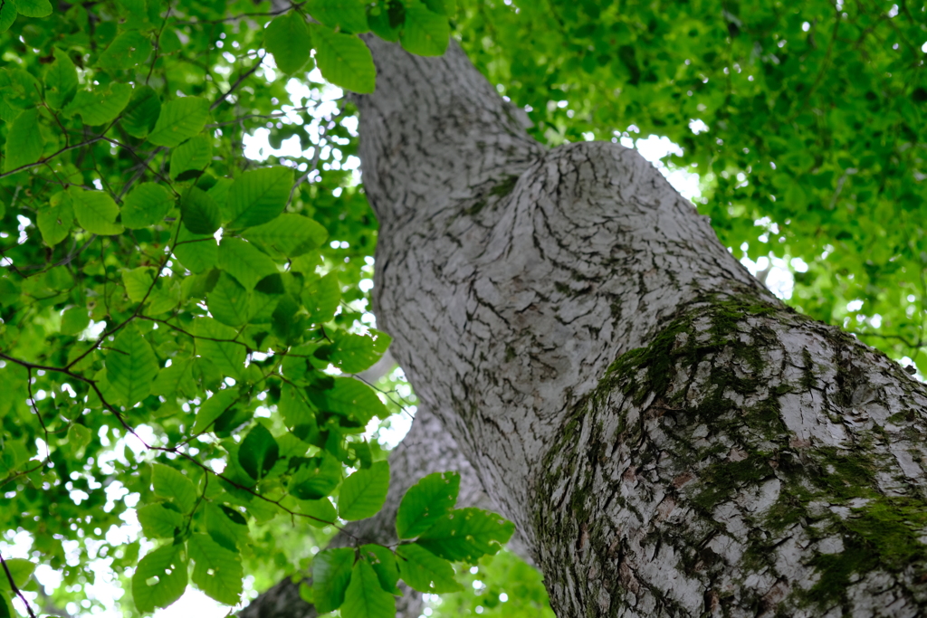 立派な木にたくさん出逢えました