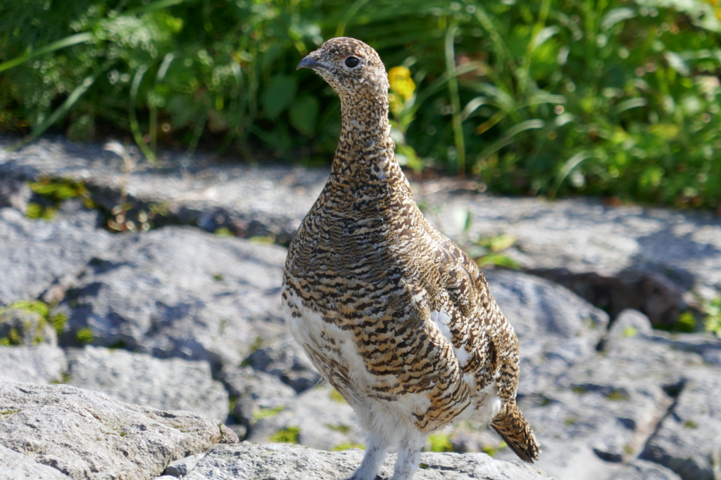 雷鳥に逢えました