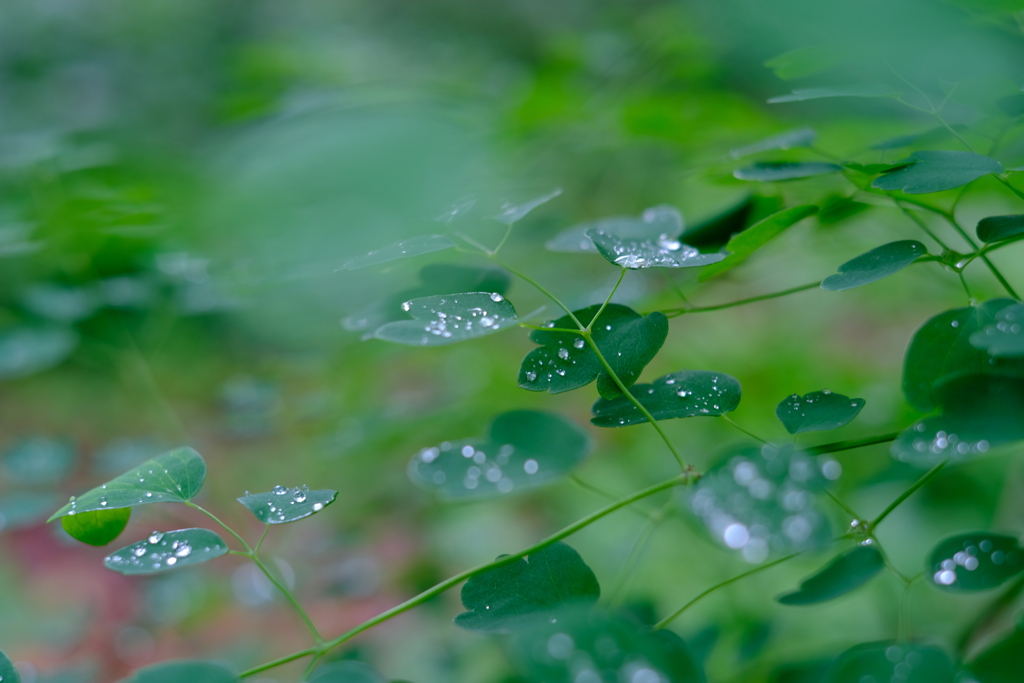 雨上がり