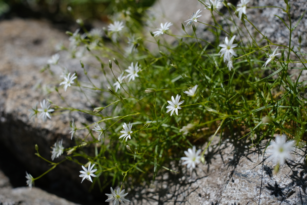 タカネツメクサ