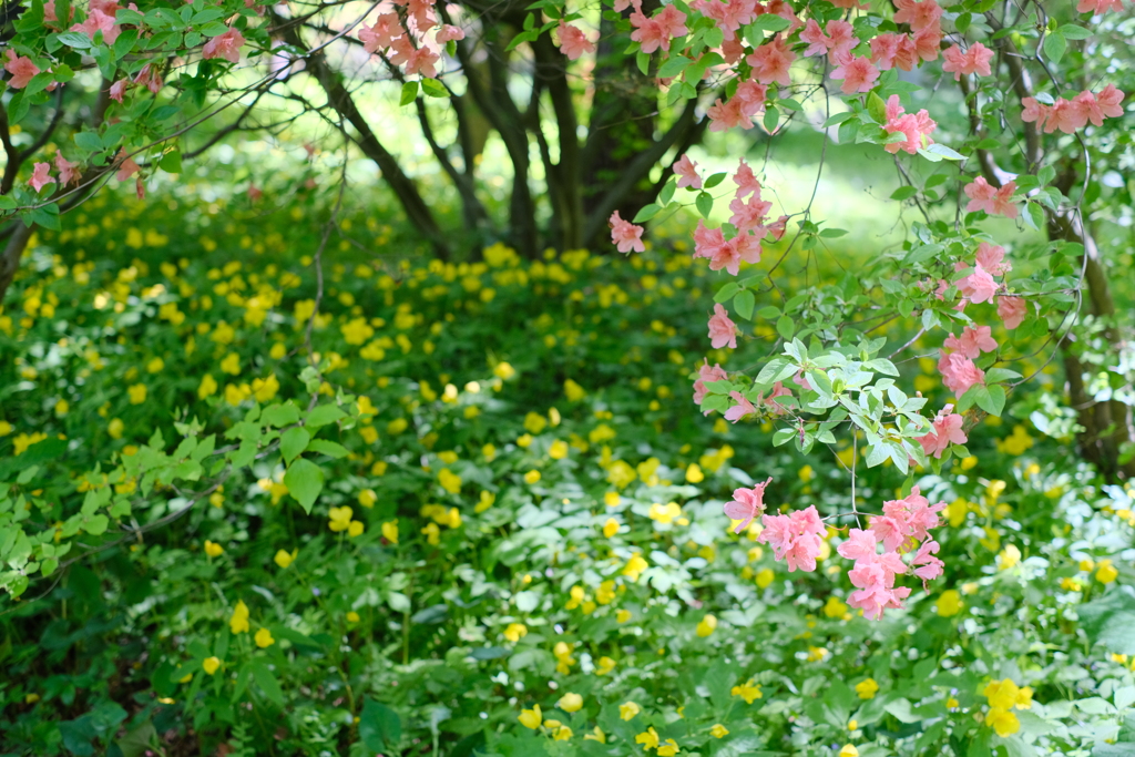 赤城自然園