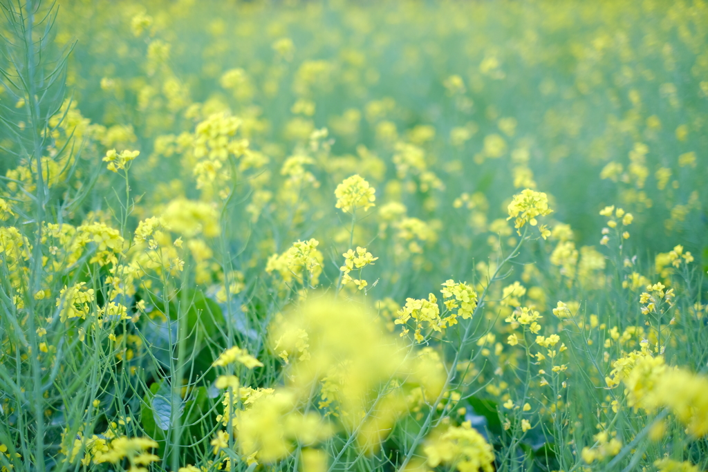 菜の花