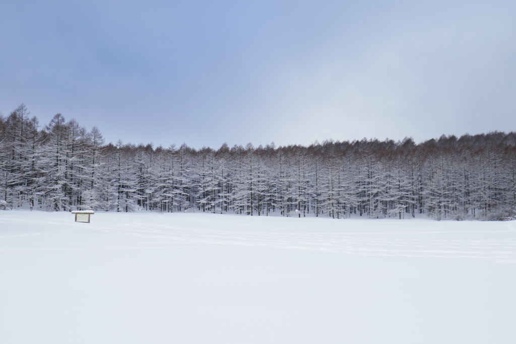 雪原