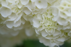白い紫陽花