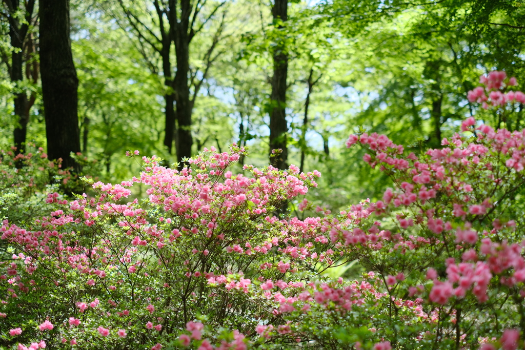 赤城自然園