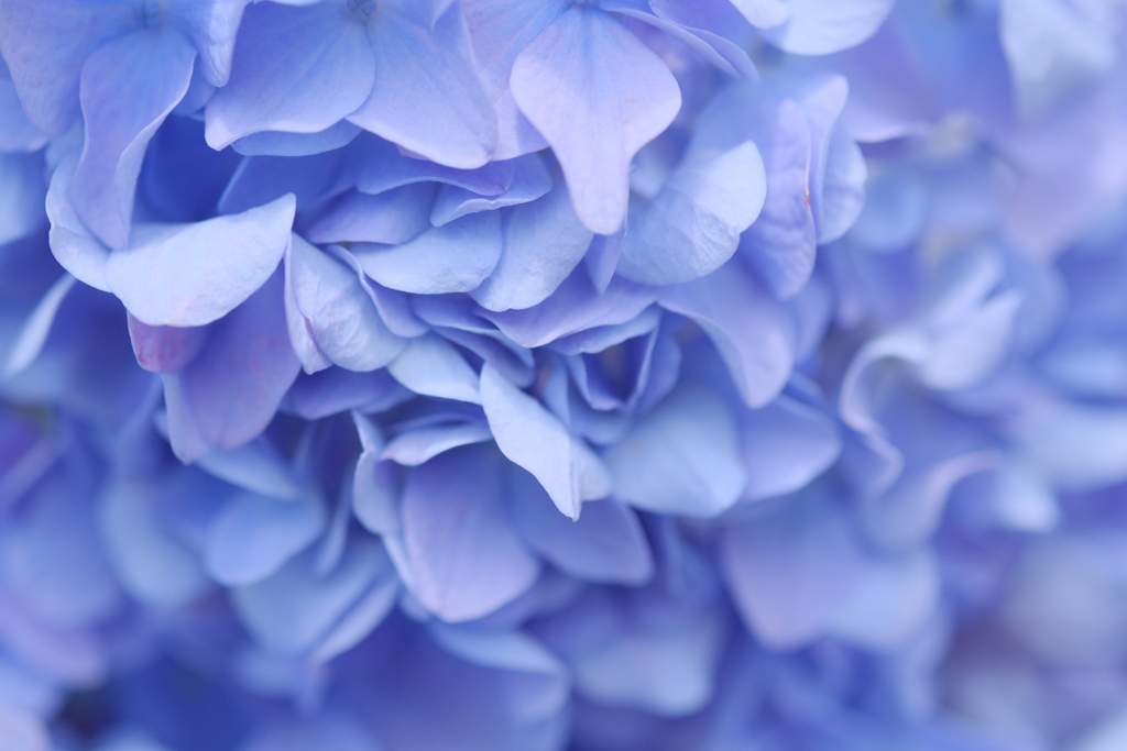 紫陽花色