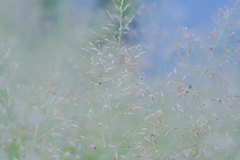 名前もわからぬ、ただの草