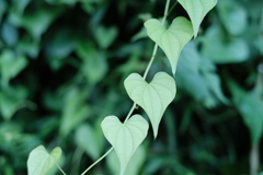 ♡♡♡