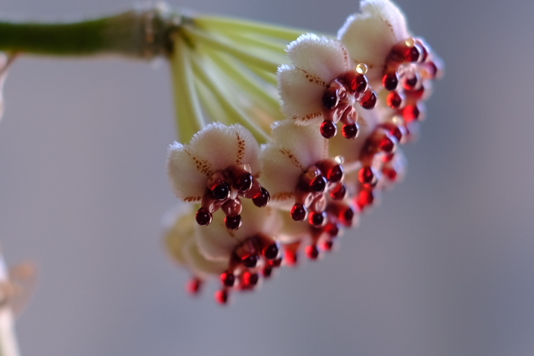 今年もハートホヤの花が咲きました