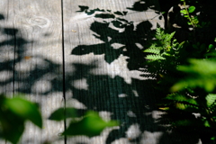 木道に自然のアート