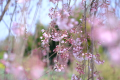 枝垂れ桜