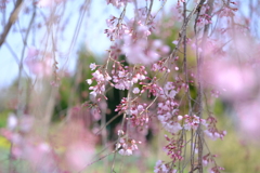 枝垂れ桜